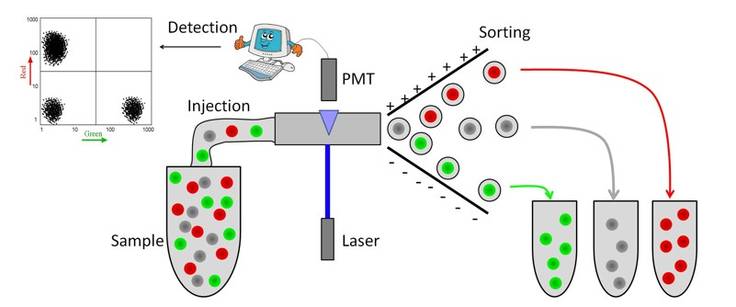 ilse katz institute for nanoscale science amp technology fluorescence activated cell sorting